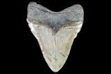Giant, Fossil Megalodon Tooth - North Carolina #108874-2